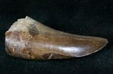 Well Preserved Tyrannosaur Tooth - Montana #13313-3